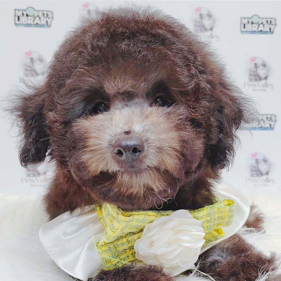 Toy Poodle Puppy