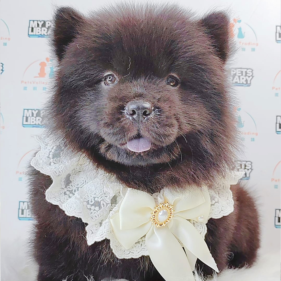 Chow Chow Puppy