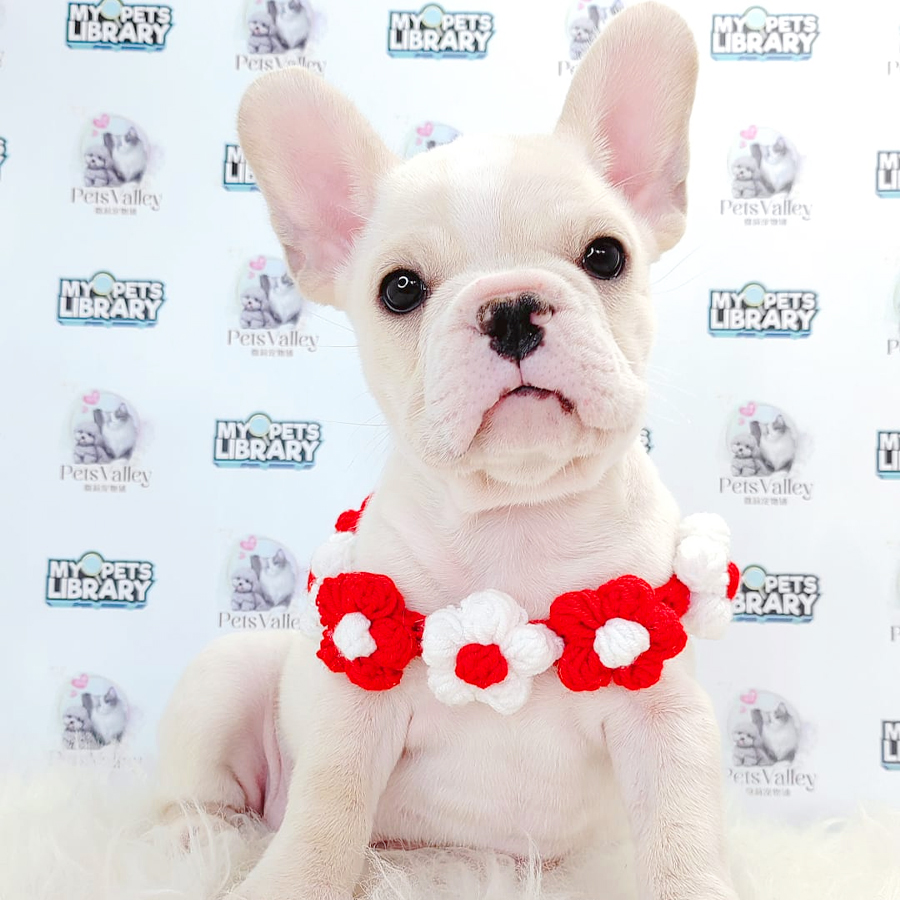 French Bulldog Puppy