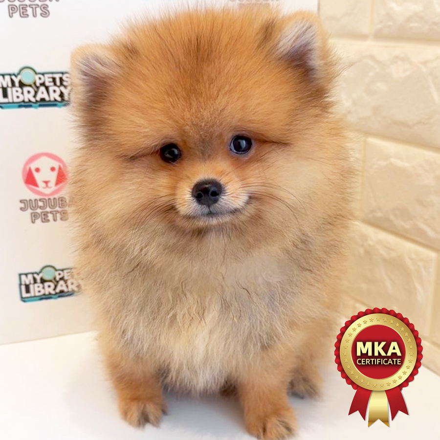 MKA Pomeranian Puppy