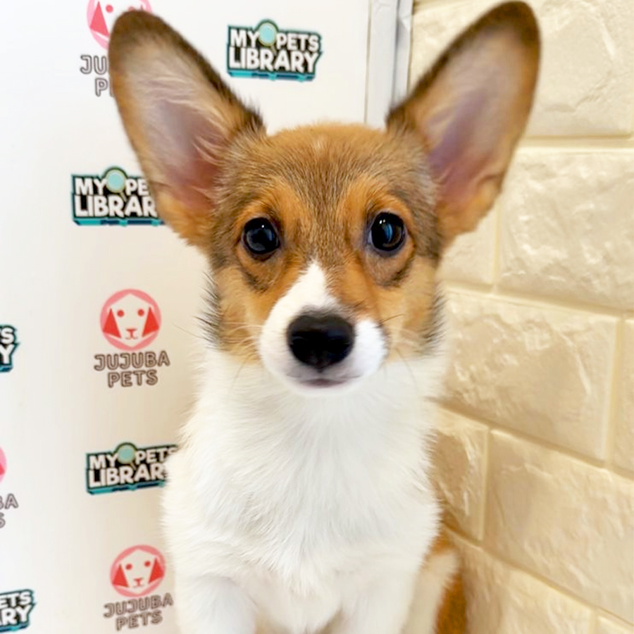 Welsh Corgi Puppy