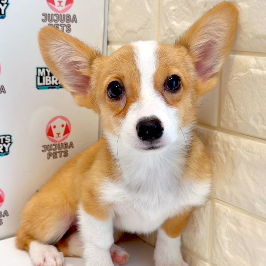 Welsh Corgi Puppy