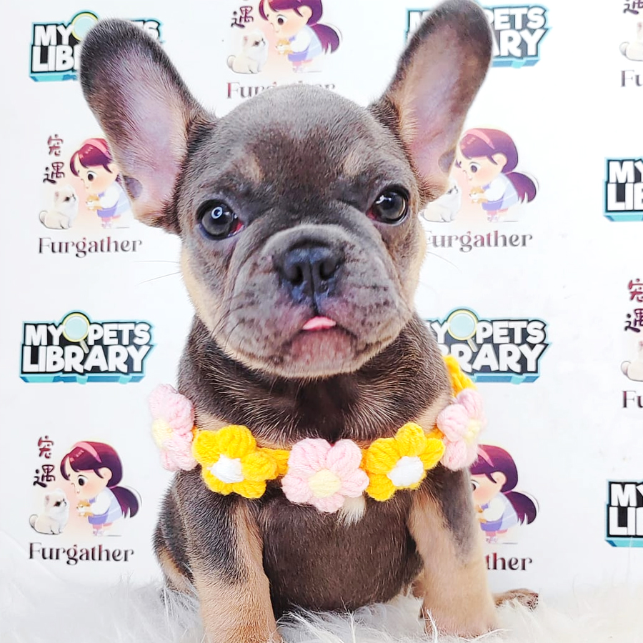 French Bulldog Puppy