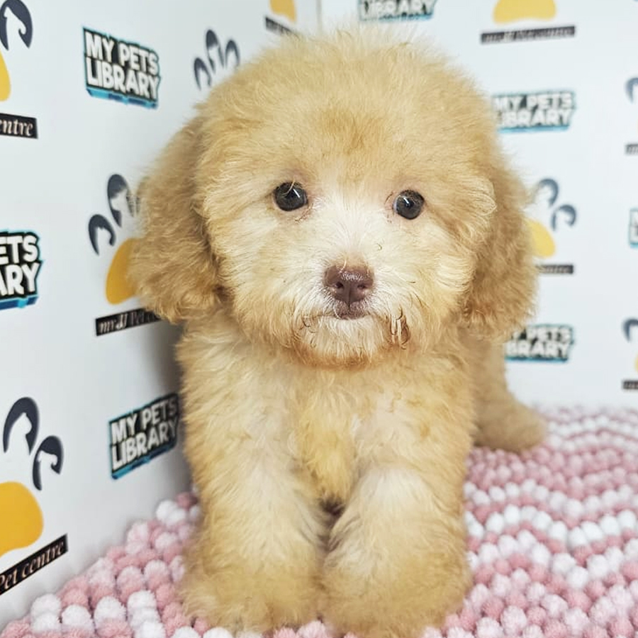 Maltipoo Puppy