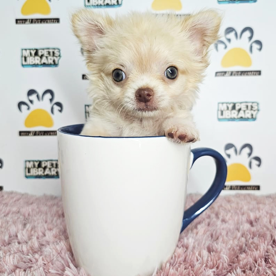 Longhair Chihuahua Puppy