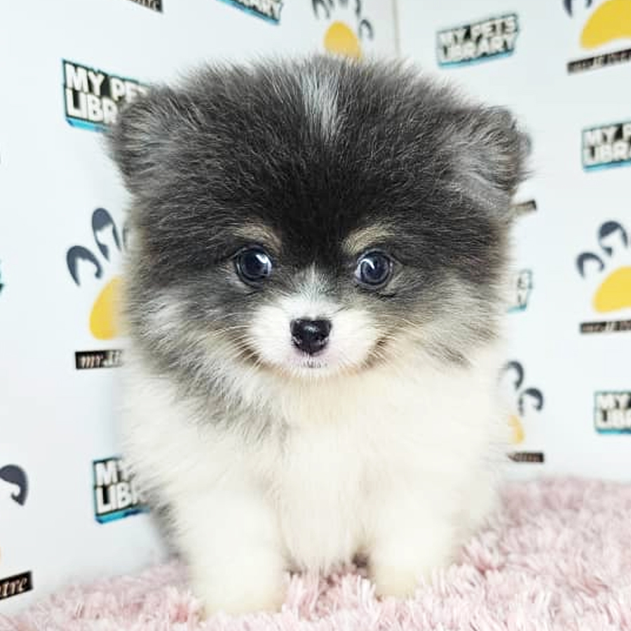 Tiny Pomeranian Puppy