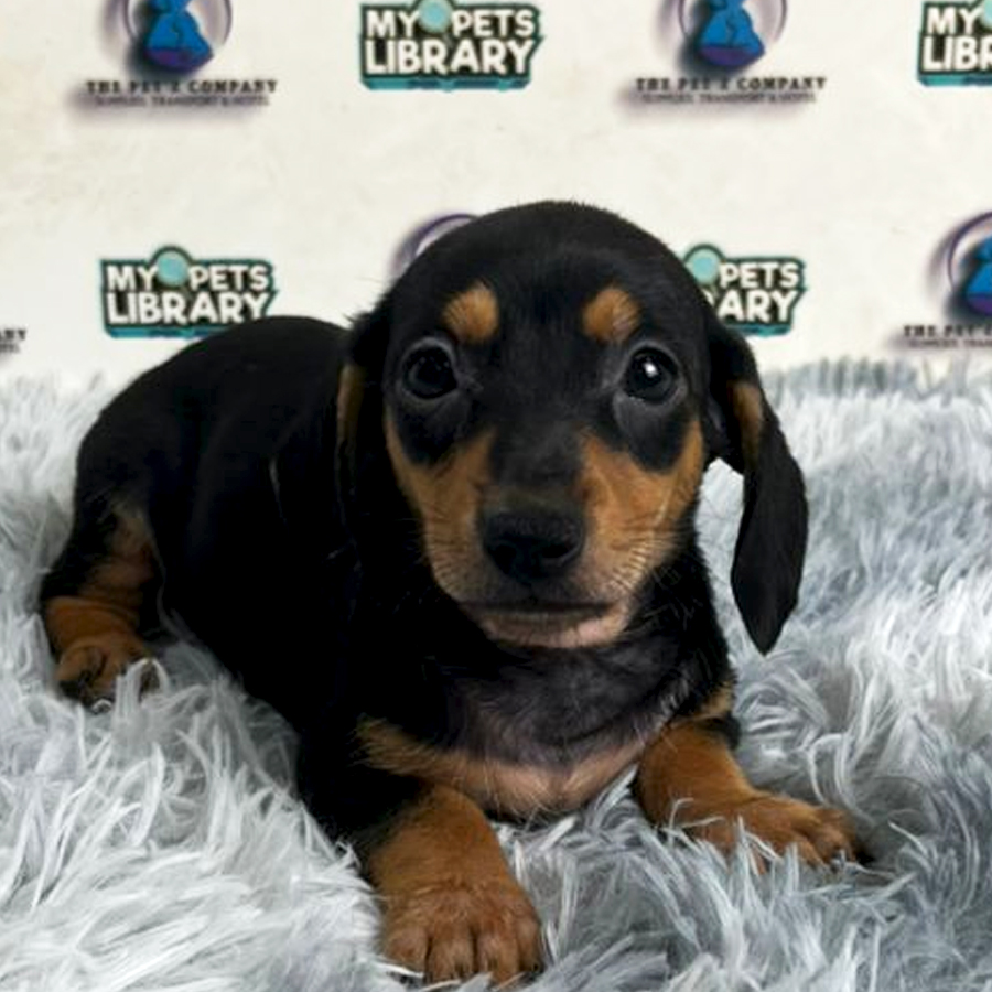 Daschund Puppy