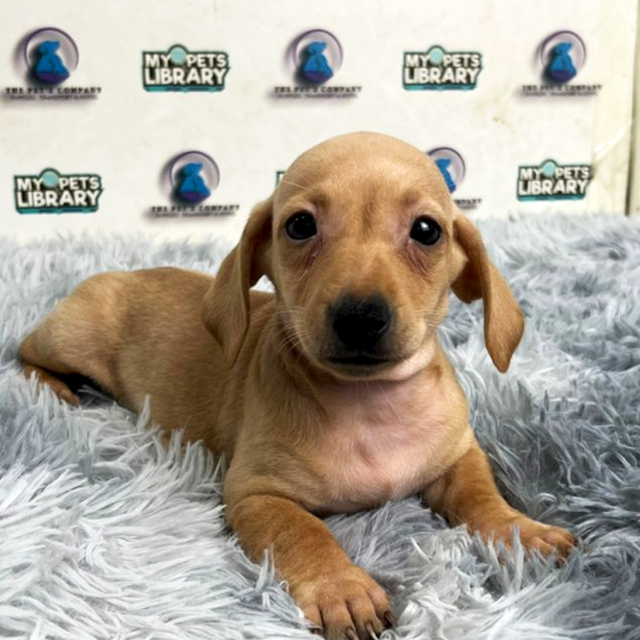 Daschund Puppy