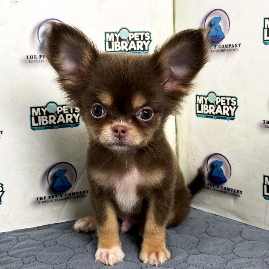 Longcoat Chihuahua