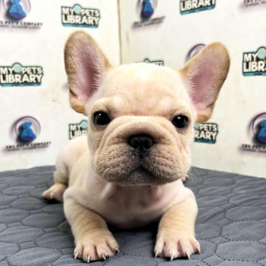 French Bulldog Puppy