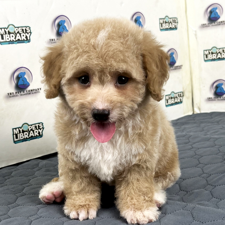 Maltipoo Puppy