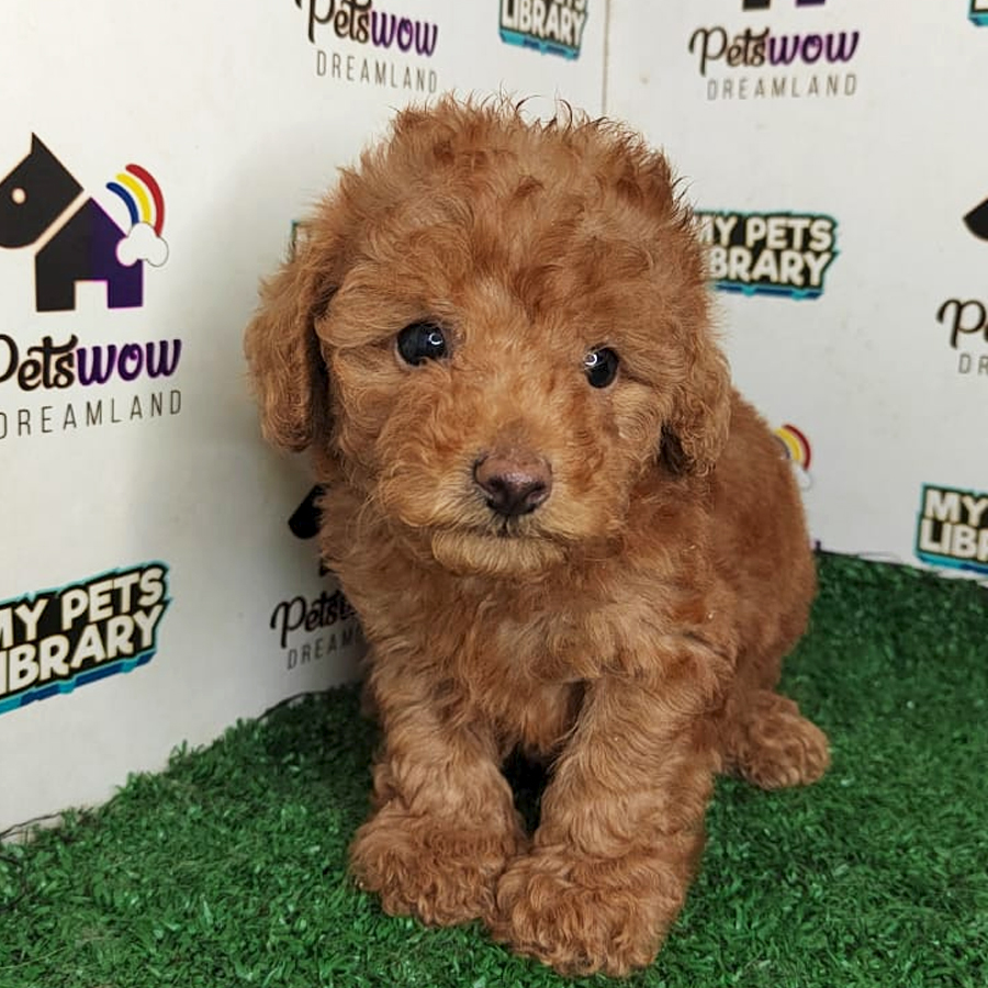 Poodle Puppy