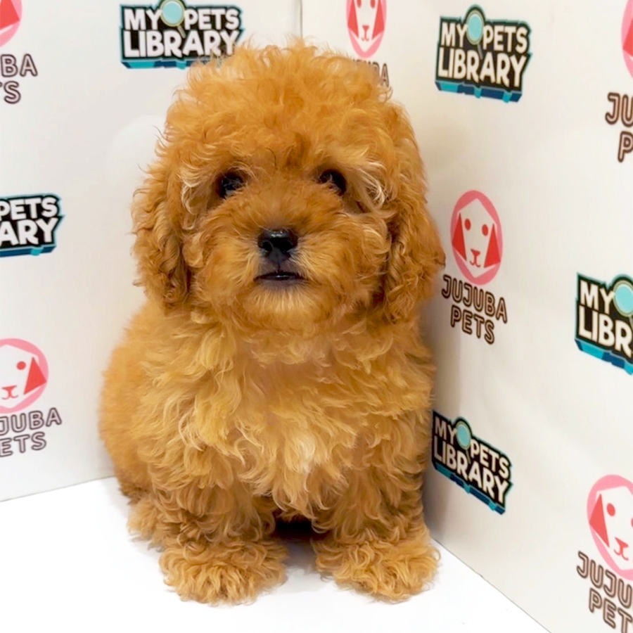 Toy Poodle Puppy
