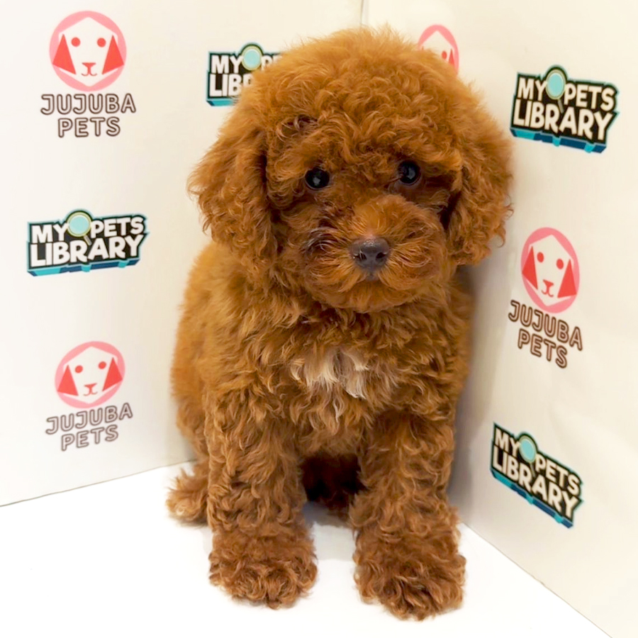 Toy Poodle Puppy