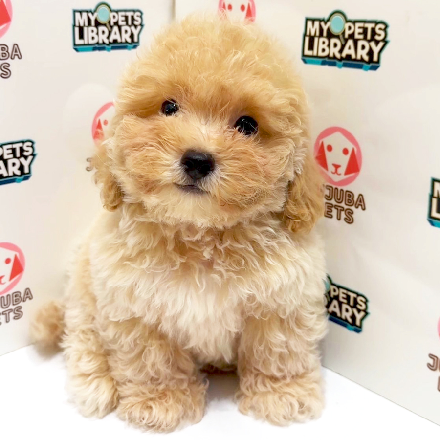 Poochoon Puppy