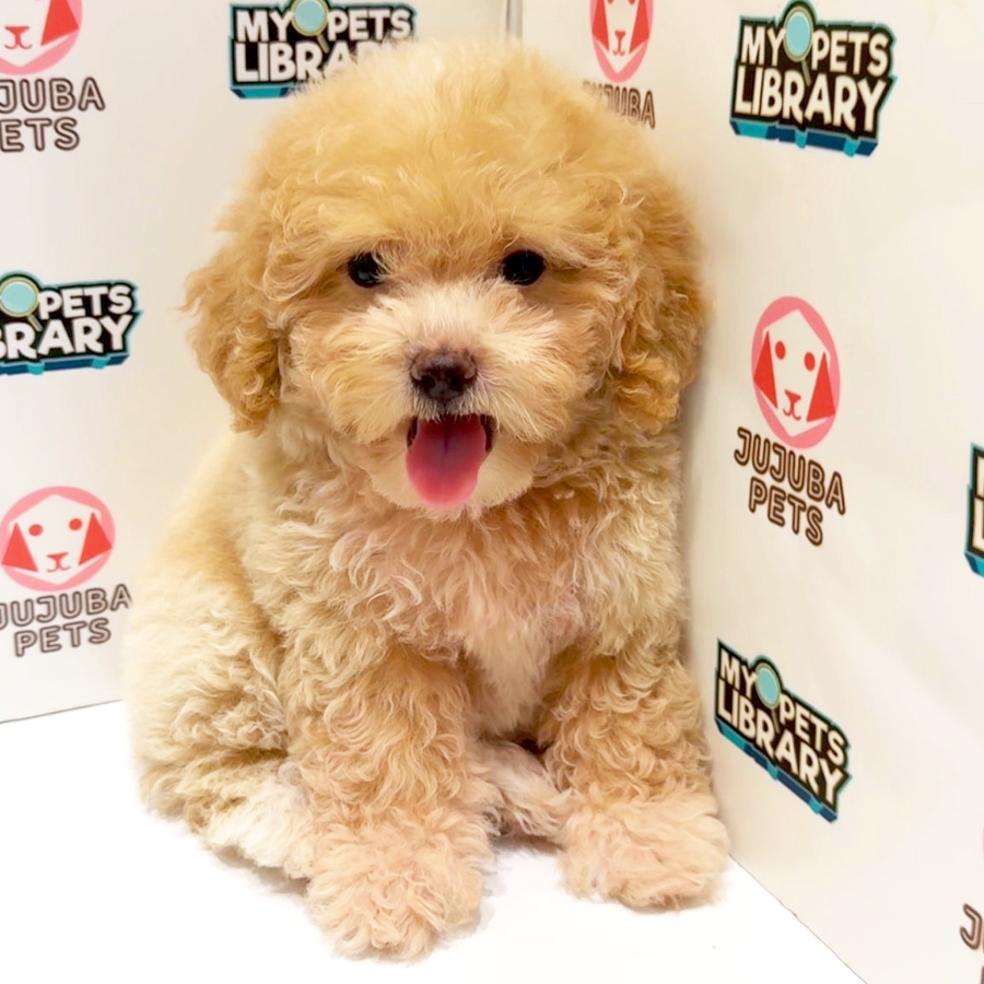 Poochoon Puppy