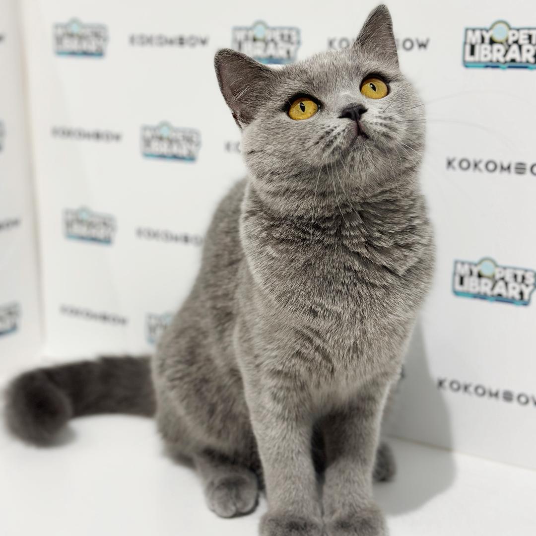 British Shorthair Kitten