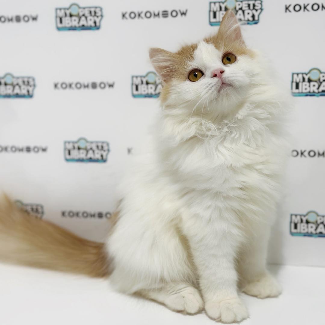 British Longhair Kitten