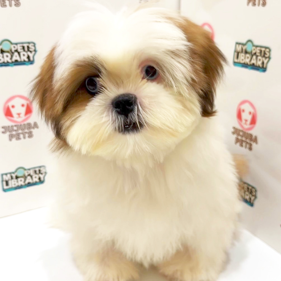 Shih Tzu Puppy