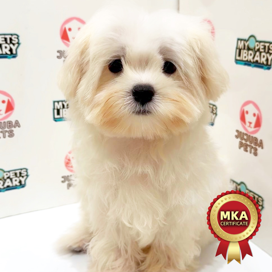 MKA Maltese Puppy