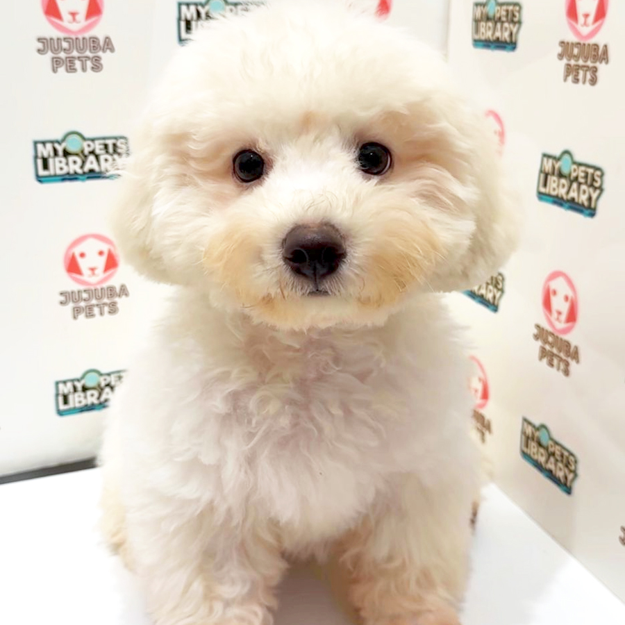 Toy Poodle Puppy