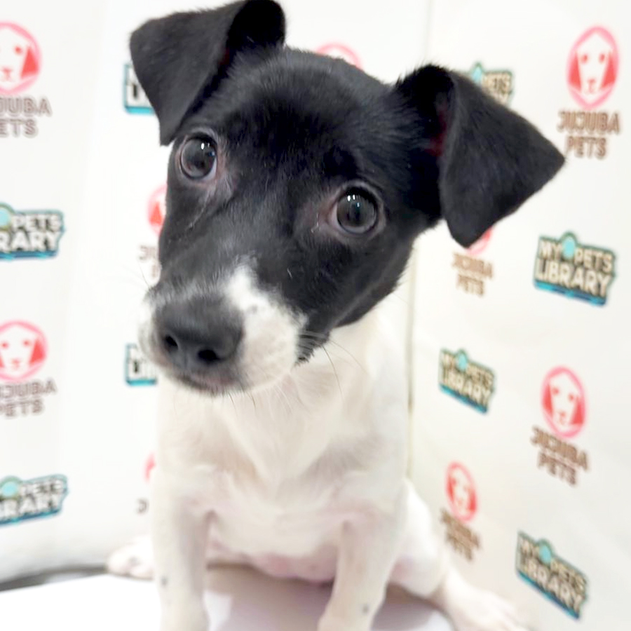 Jack Russell Puppy