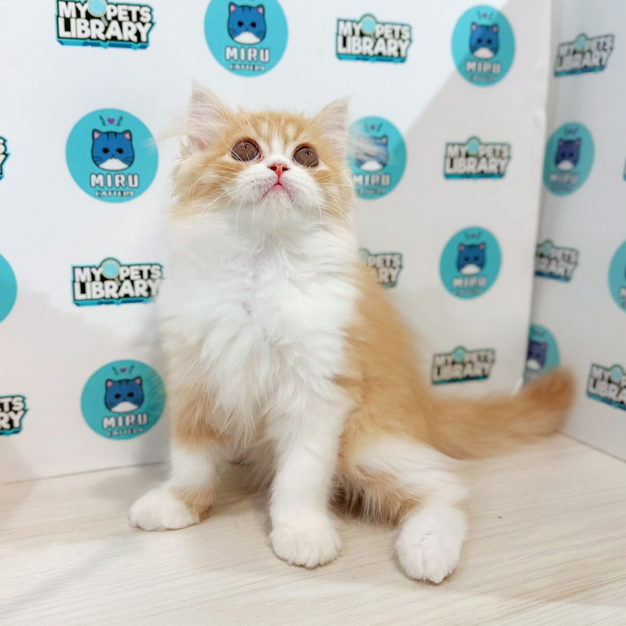 Turkish Angora Persian Kitten
