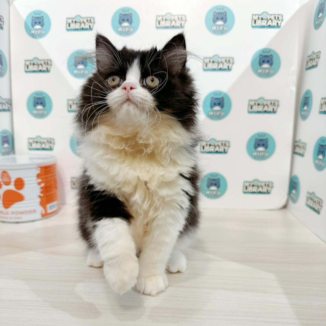 Persian Kitten