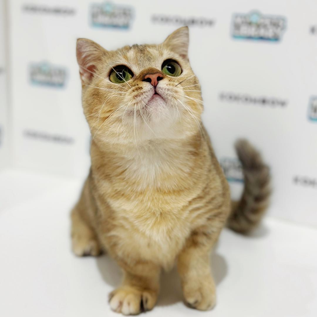 Super Short Munchkin British Shorthair Kitten