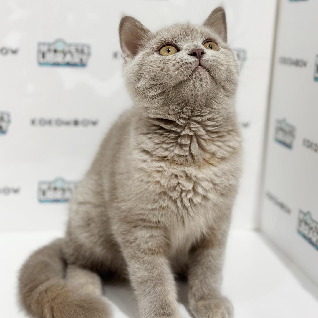British Shorthair Kitten