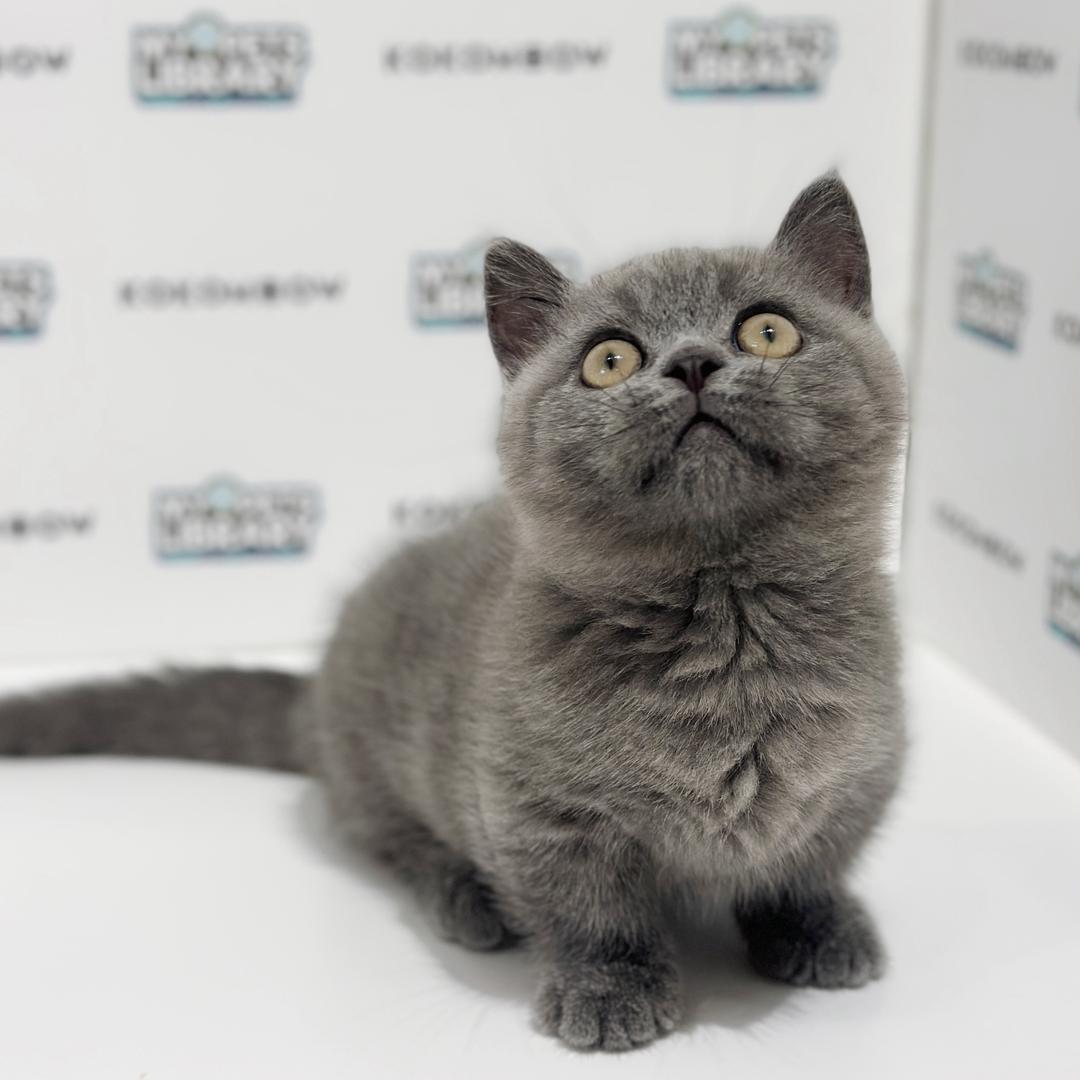 Super Short Munchkin British Shorthair Kitten