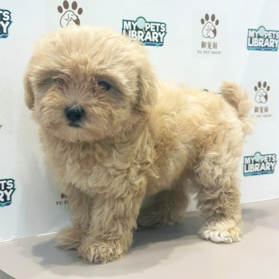 Maltipoo Puppy