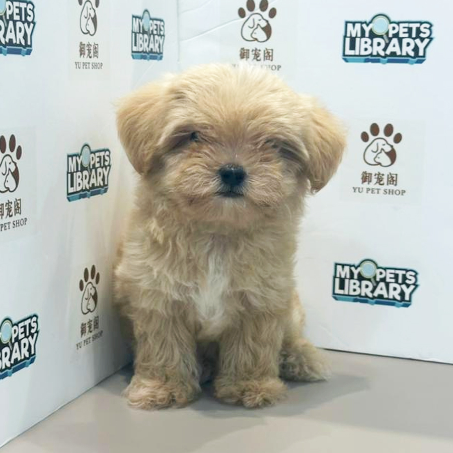 Maltipoo Puppy