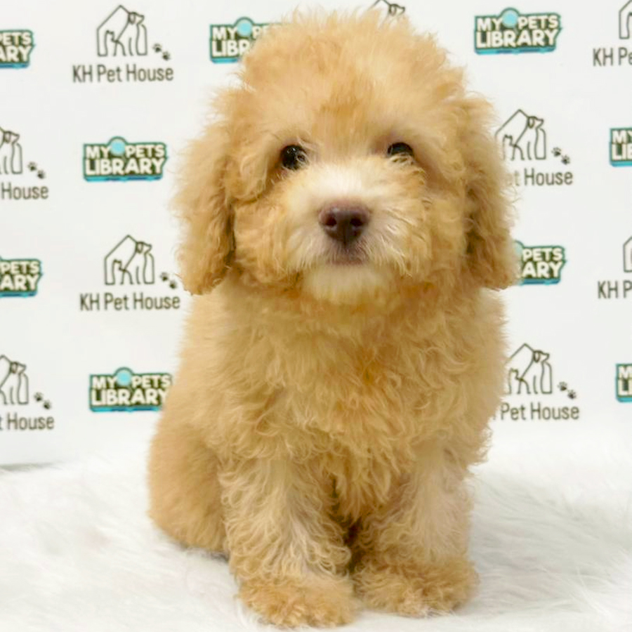 Toy Poodle Puppy