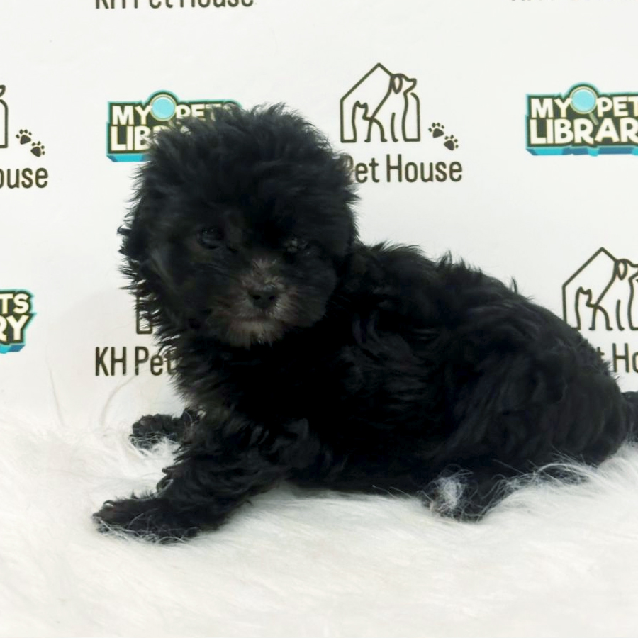 Maltipoo Puppy