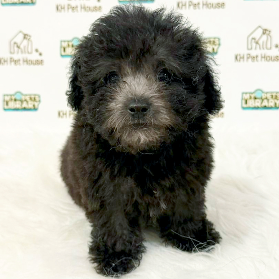 Toy Poodle Puppy