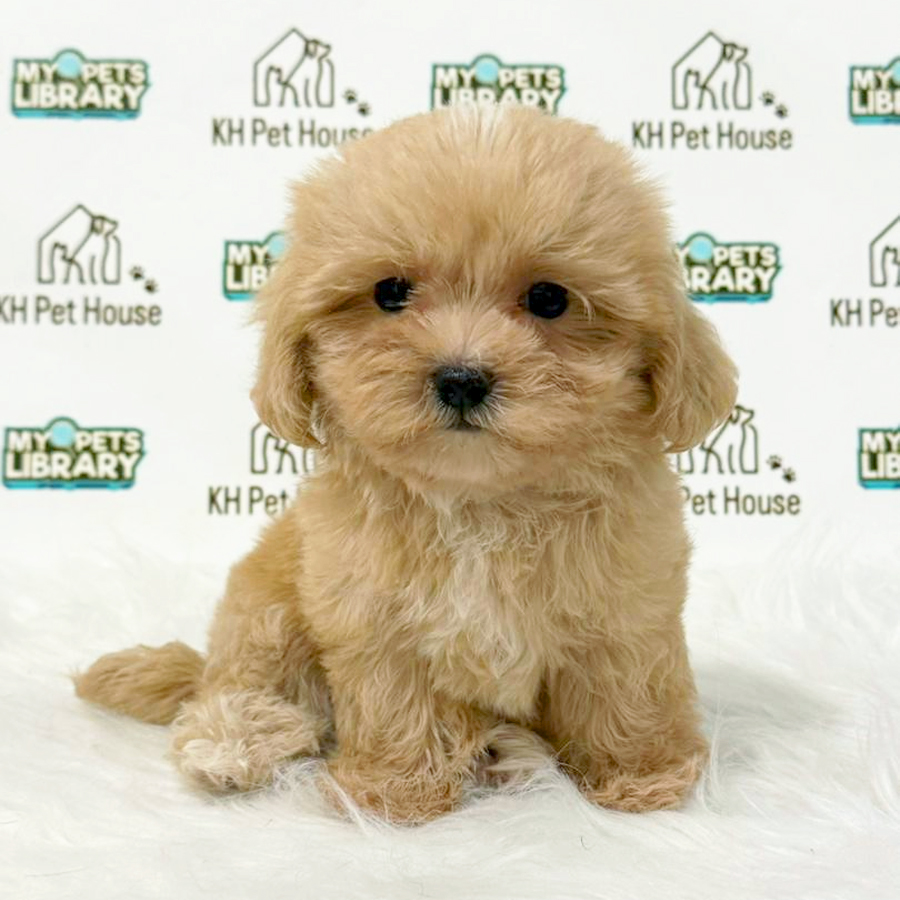 Maltipoo Puppy