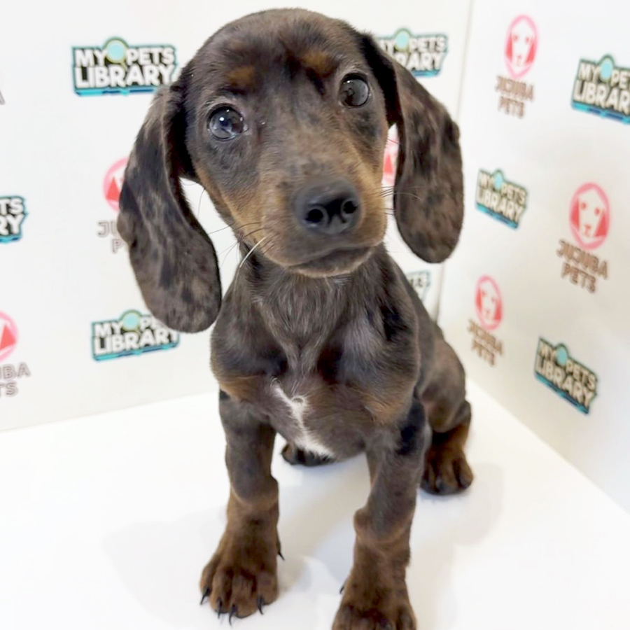 Dachshund Puppy