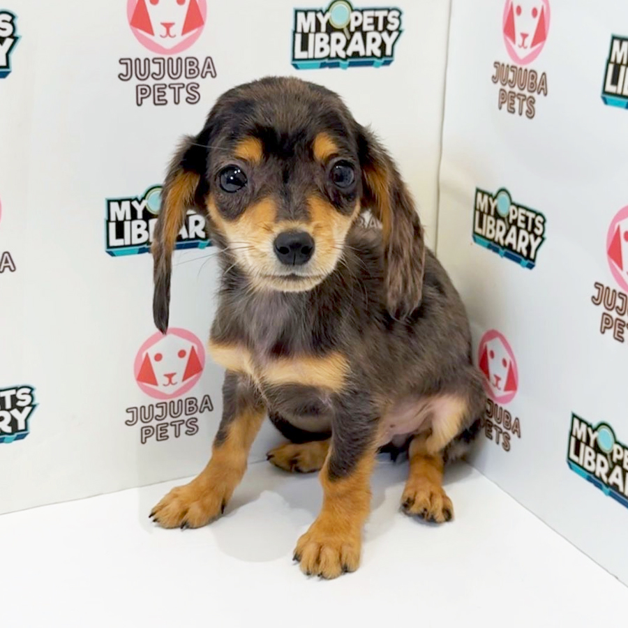 Chiweenie Puppy