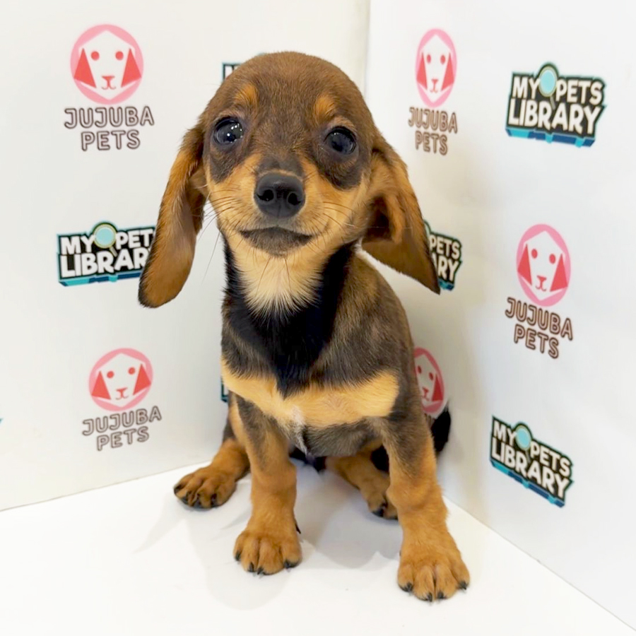 Chiweenie Puppy