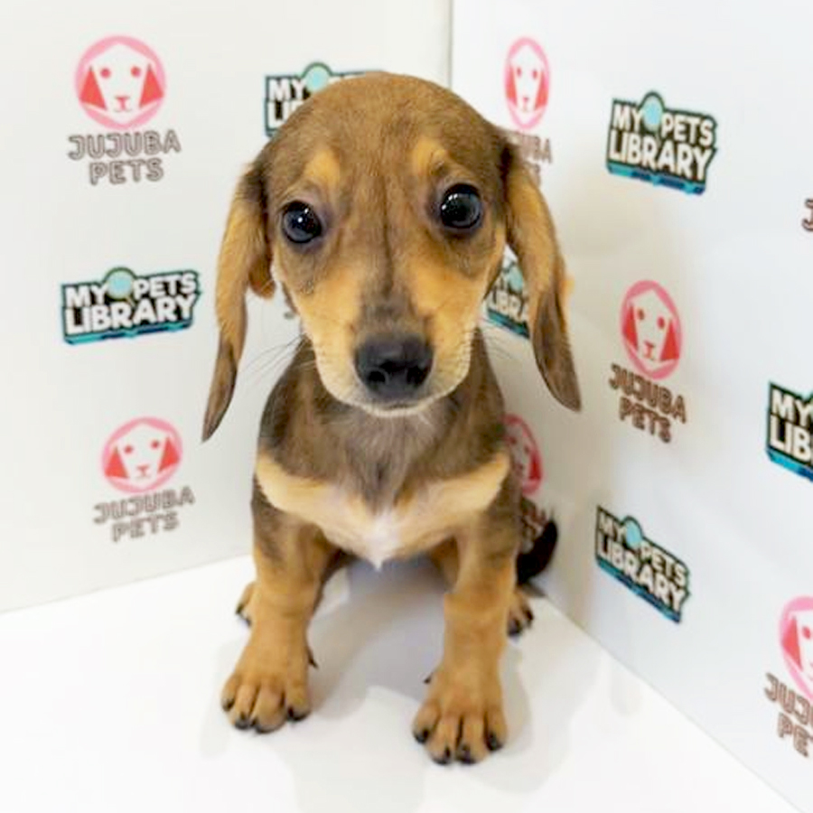 Chiweenie Puppy