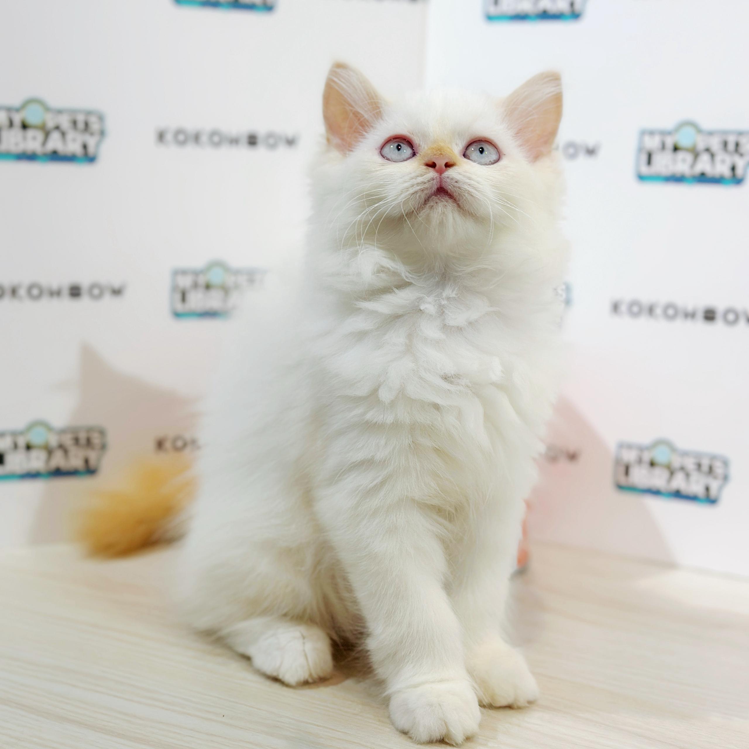 Turkish Angora Persian Kitten