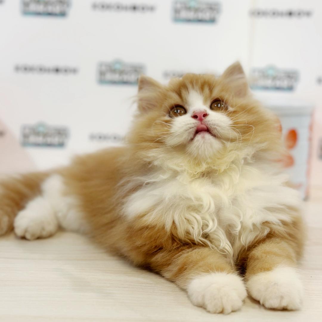 Persian Kitten