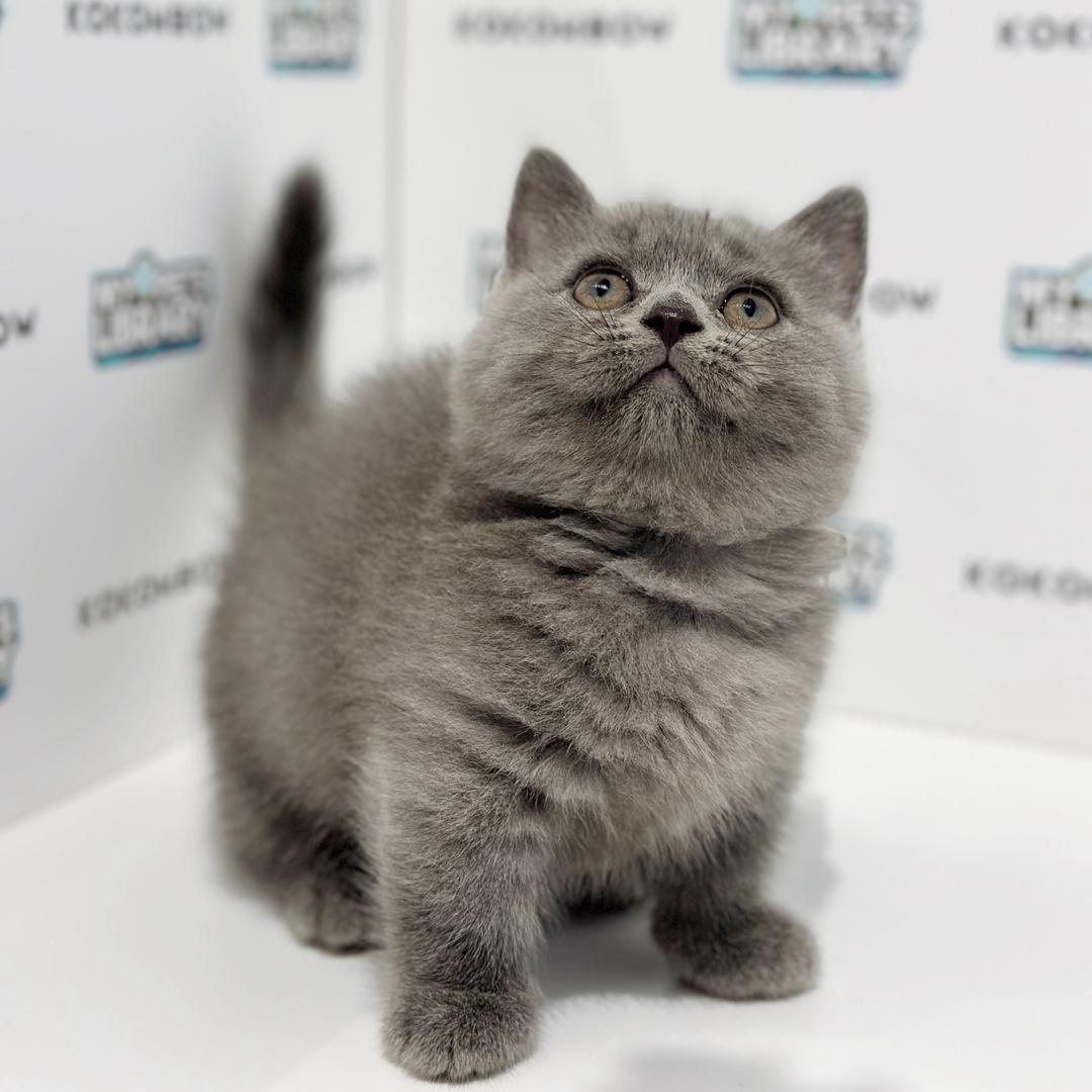 Super Short Munchkin British Shorthair Kitten