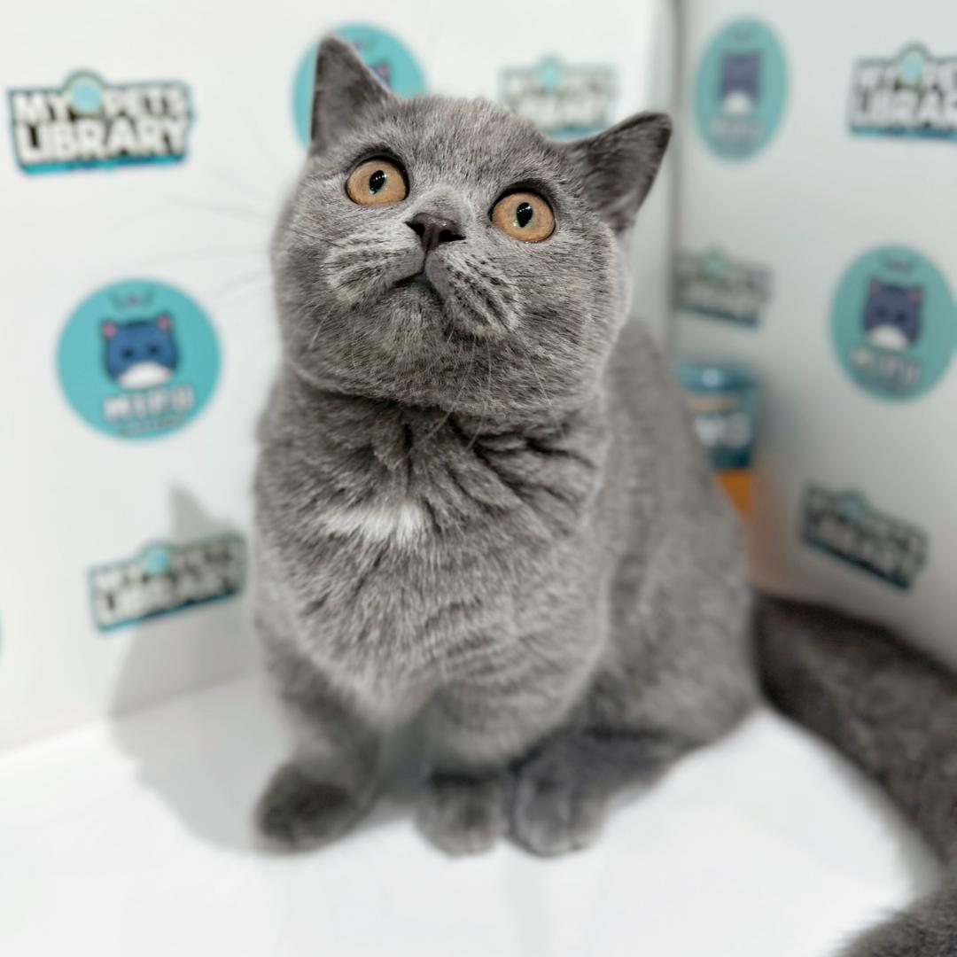 Super Short Munchkin British Shorthair Kitten