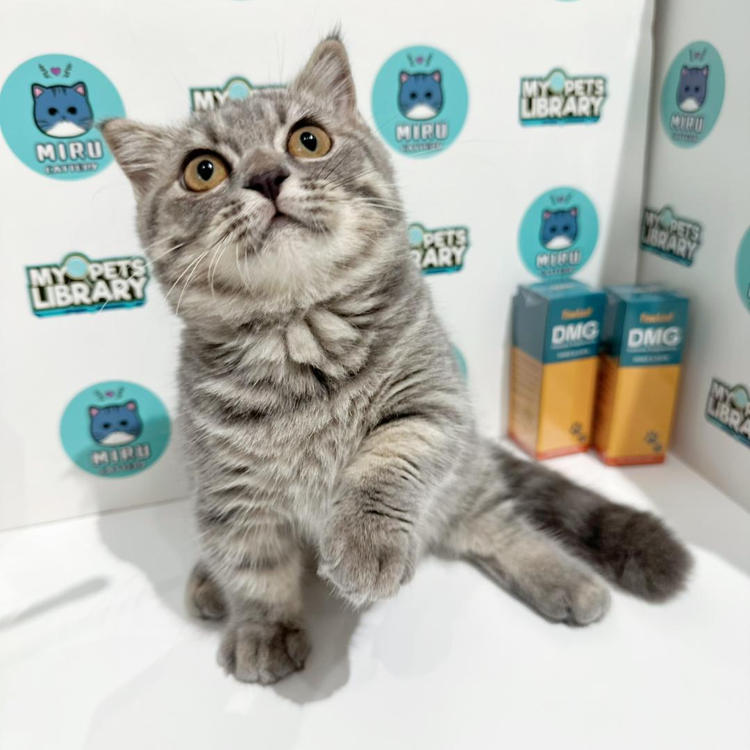Super Short Munchkin British Shorthair Kitten