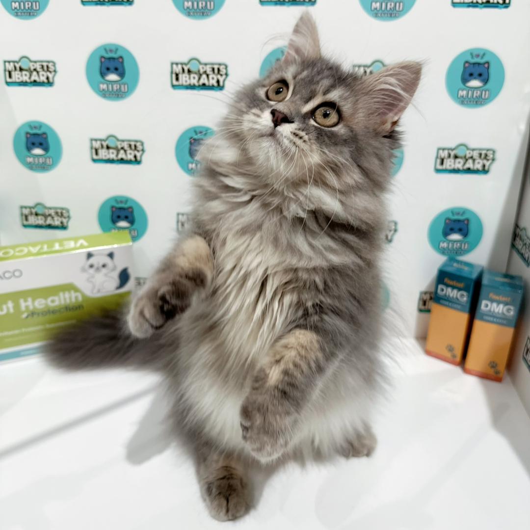 Persian British Longhair Kitten