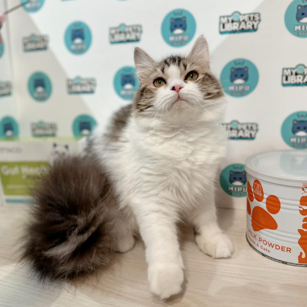 Scottishstraight Kitten