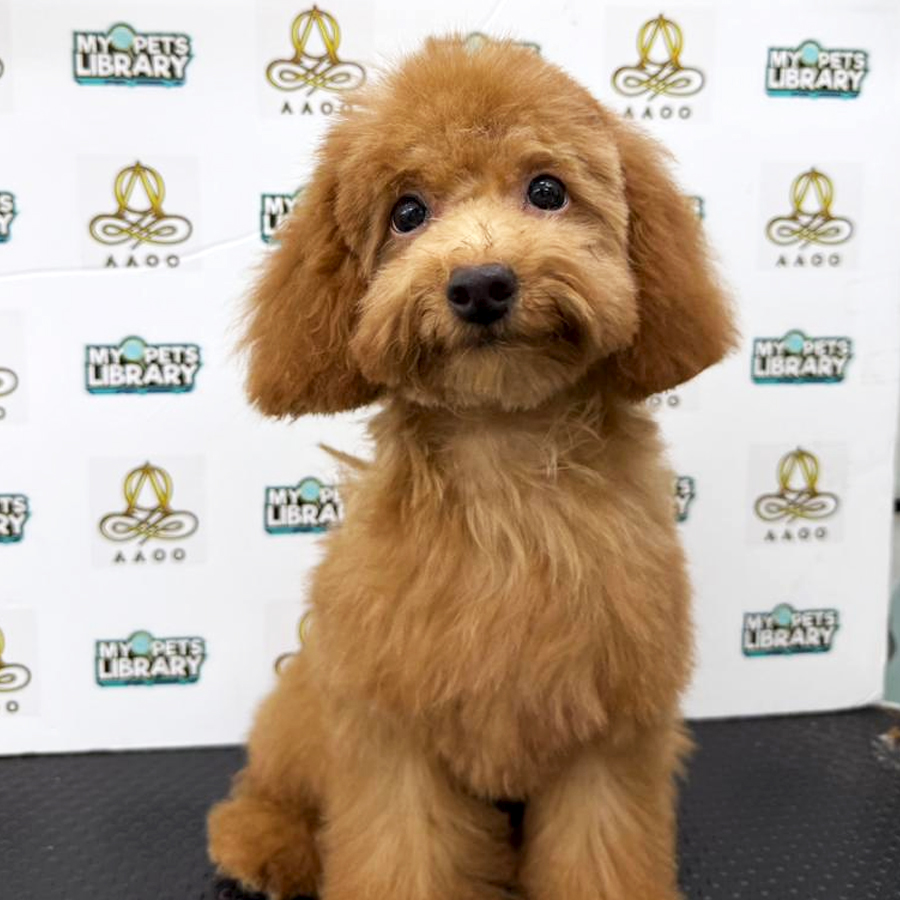 Toy Poodle Puppy