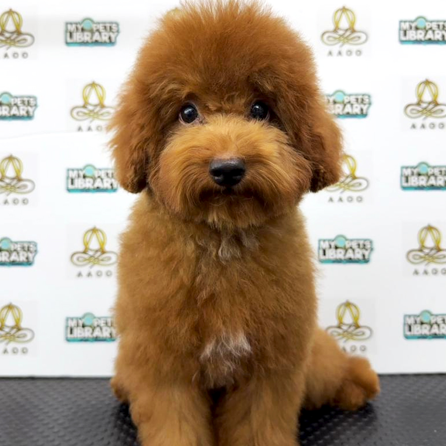 Toy Poodle Puppy